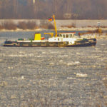 Büffel_2